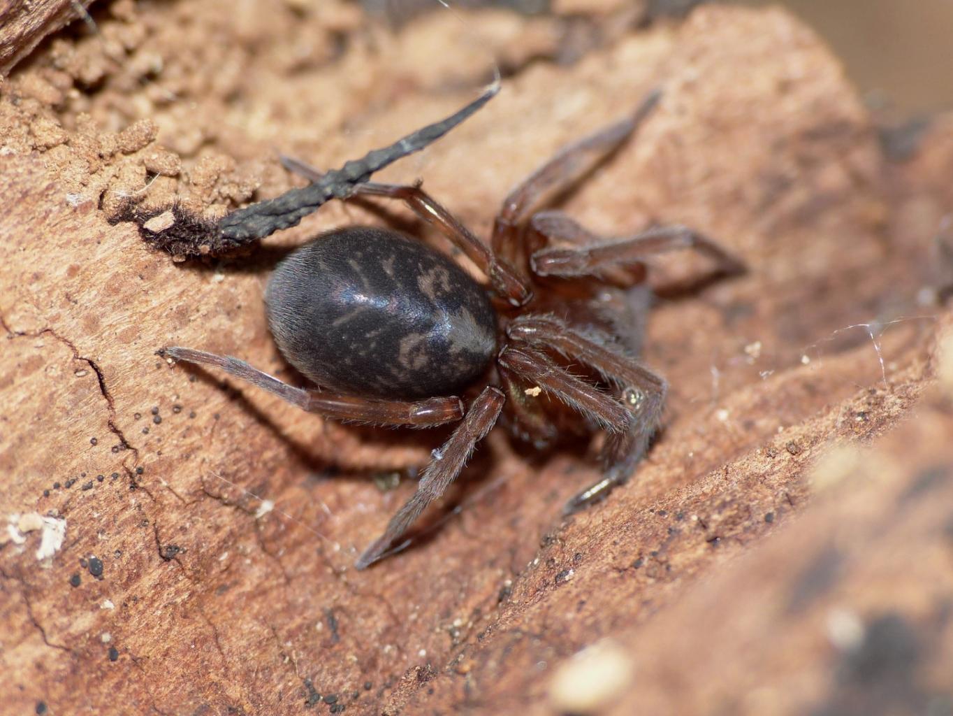 Amaurobius ferox - Monte Gennaro (RM)